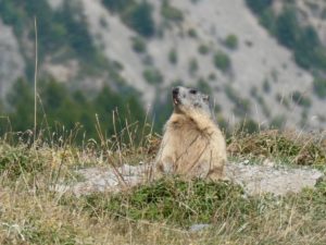 sortie-ecrins-chamois-volants-parapente-septembre-2019-04